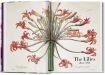 Книга Redouté. Book of Flowers – 40th Anniversary Edition. Автор H. Walter Lack