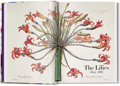 Книга Redouté. Book of Flowers – 40th Anniversary Edition. Автор H. Walter Lack