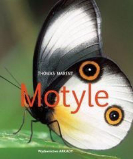 Изображение Motyle | Ямпольский М.