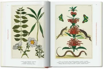 Книга Seba. Cabinet of Natural Curiosities. 40th Ed.. Издательство Taschen