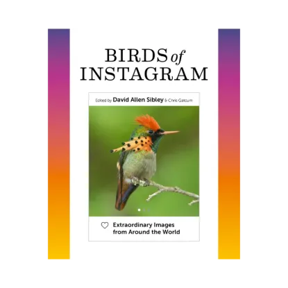 Зображення Birds of Instagram