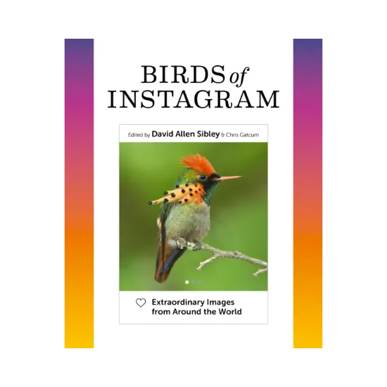 Зображення Birds of Instagram