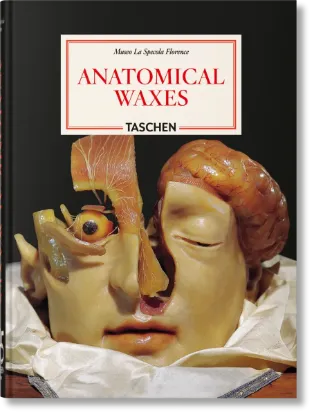 Зображення Anatomical Waxes