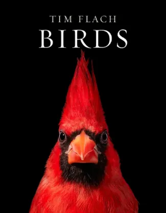 Зображення Birds