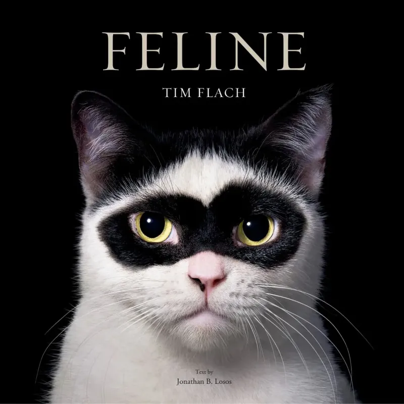 Зображення Feline
