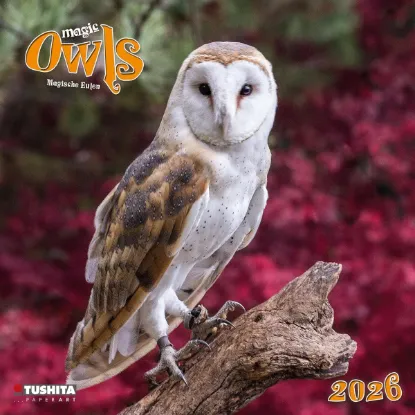 Зображення Magic Owls 2026