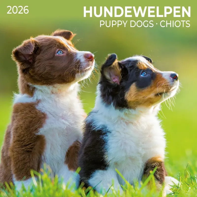 Зображення Hundewelpen/Puppy Dogs/Chiots 2026