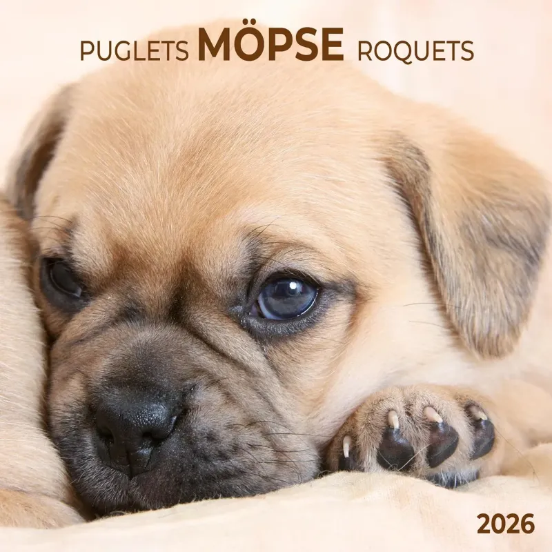Зображення Möpse/Puglets/Roquets 2026