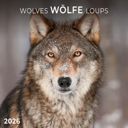 Зображення Wölfe/Wolves/Loups 2026