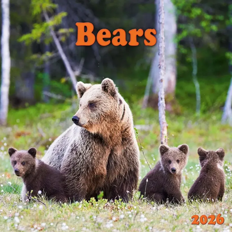 Зображення Bears 2026