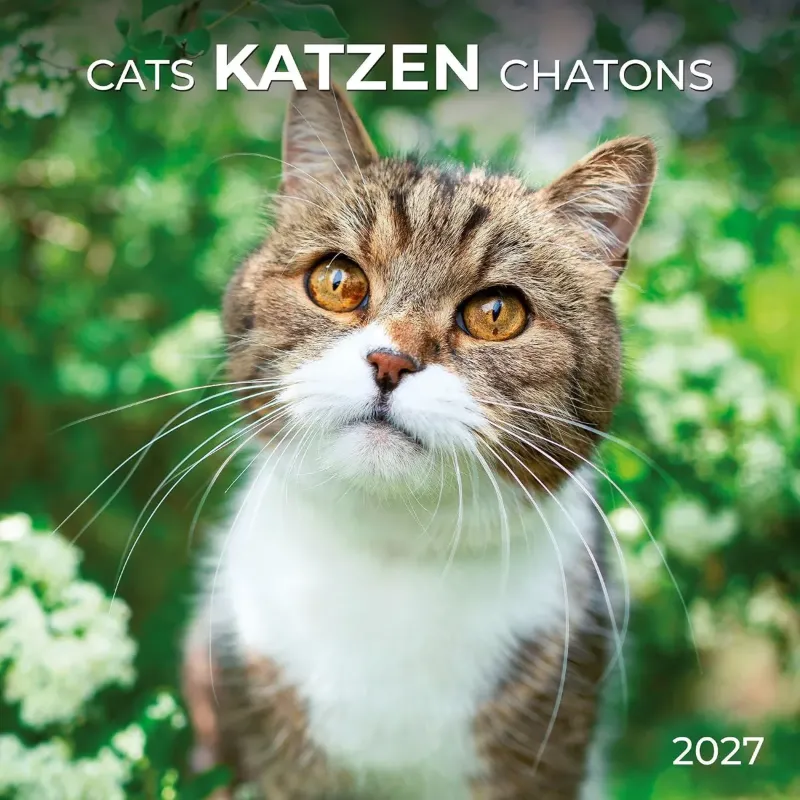 Зображення Katzen / Cats / Chatons 2027