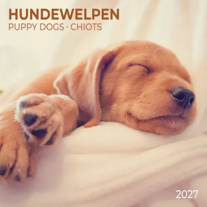 Зображення Hundewelpen / Puppy Dogs / Chiots 2027