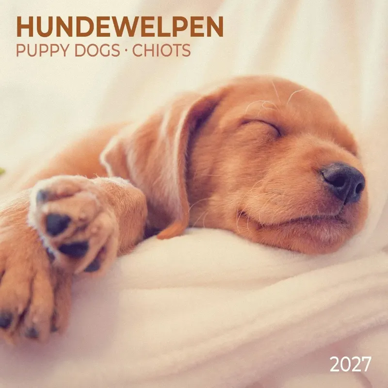 Зображення Календар Puppy Dogs 2027