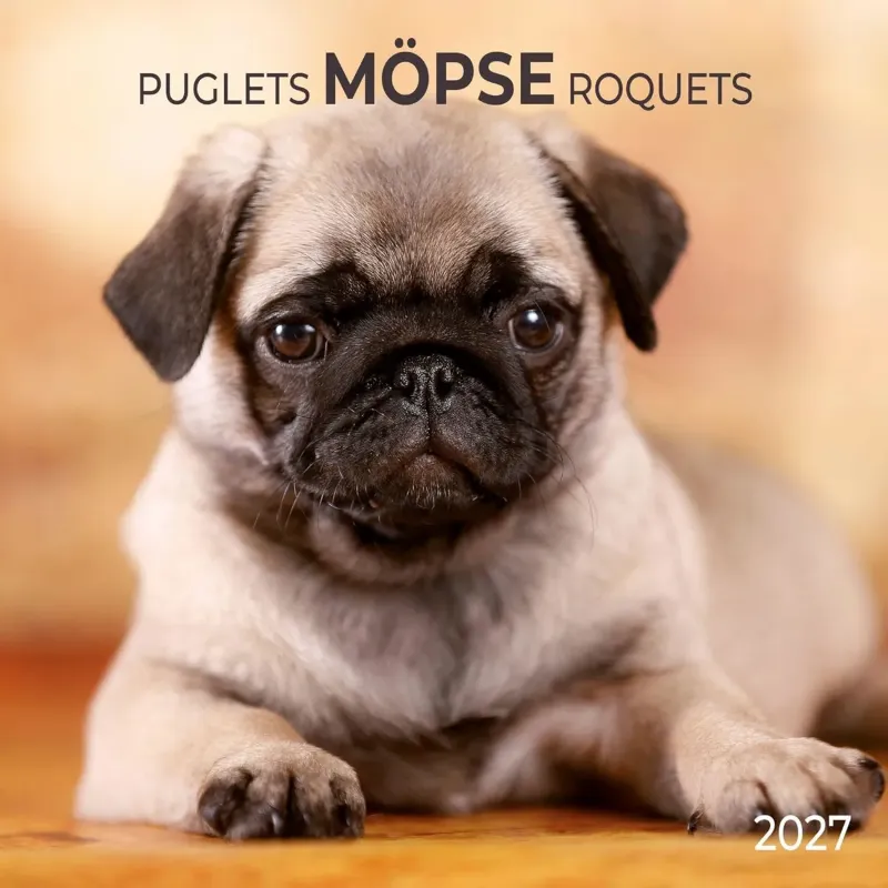 Зображення Möpse / Puglets / Roquets 2027