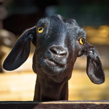 Зображення Календар Funny Animals 2027