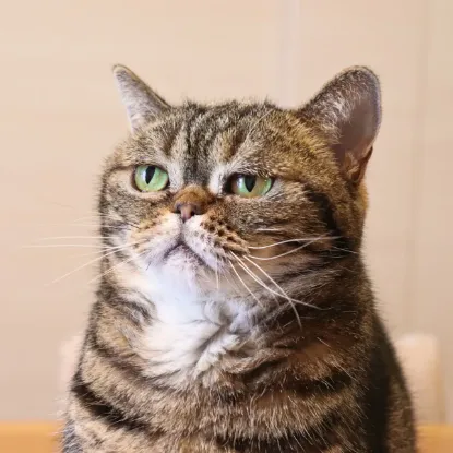 Зображення Календар Funny Animals 2027