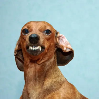 Зображення Календар Funny Animals 2027