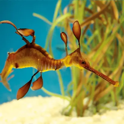 Зображення Календар Sea Creatures 2027