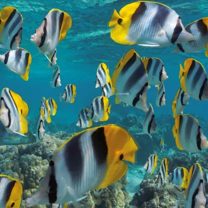 Зображення Календар Sea Creatures 2027