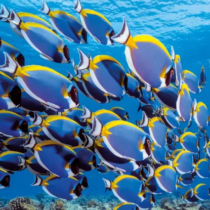 Зображення Календар Sea Creatures 2027