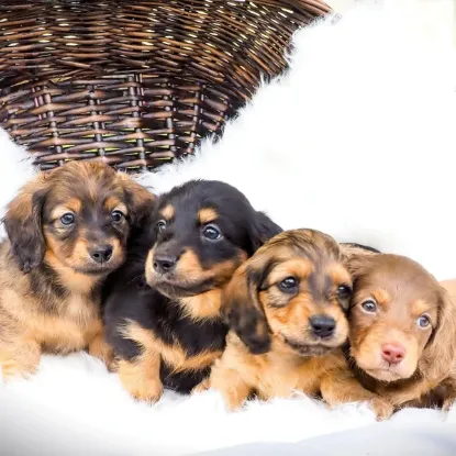 Зображення Календар Dachshund 2027
