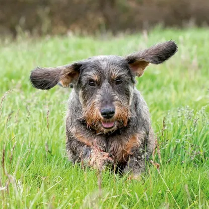 Зображення Календар Dachshund 2027