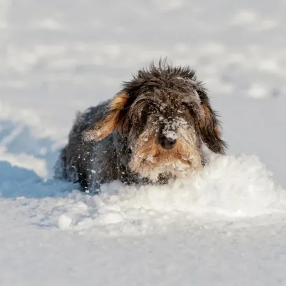 Зображення Календар Dachshund 2027