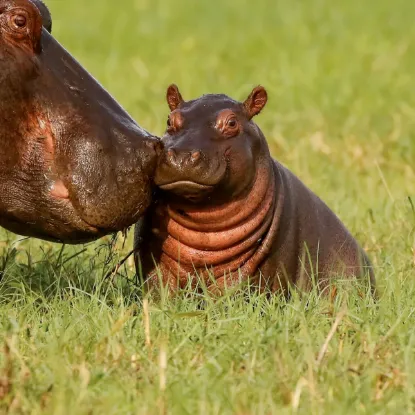 Зображення Календар Baby Animals 2027