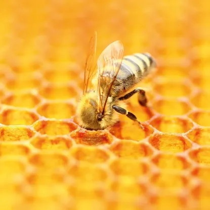 Зображення Календар Bees 2027