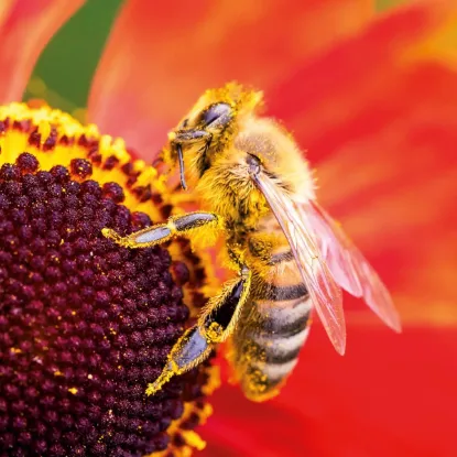Зображення Календар Bees 2027