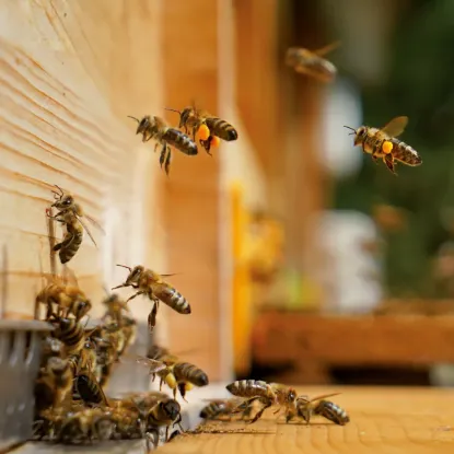 Зображення Календар Bees 2027