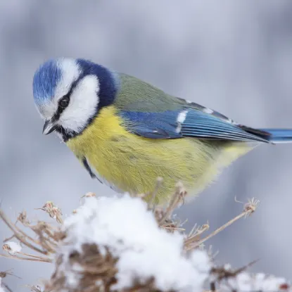Зображення Календар Birds 2027