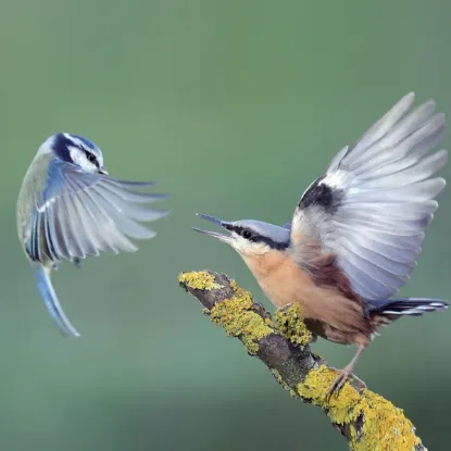 Зображення Календар Birds 2027
