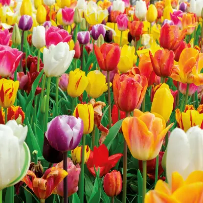 Зображення Календар Flowers 2027