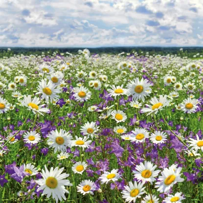 Зображення Календар Flowers 2027