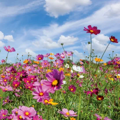 Зображення Календар Flowers 2027