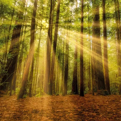 Зображення Календар Forest Nature 2027