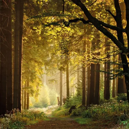 Зображення Календар Forest Nature 2027