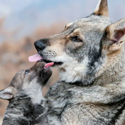 Зображення Календар Wolves 2027