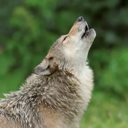Зображення Календар Wolves 2027