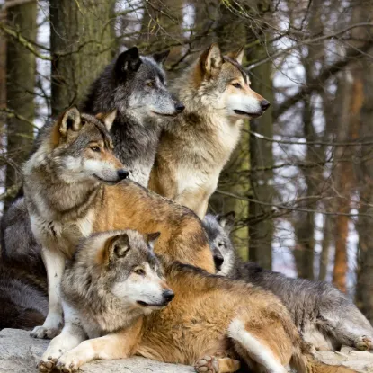 Зображення Календар Wolves 2027