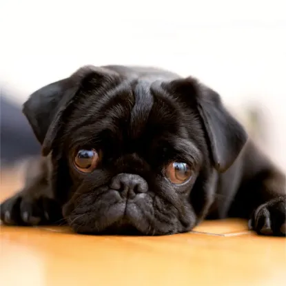 Зображення Календар Puglets 2027