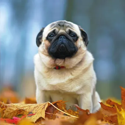 Зображення Календар Puglets 2027