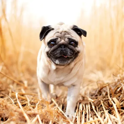 Зображення Календар Puglets 2027