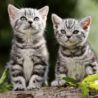 Зображення Календар Cats 2027